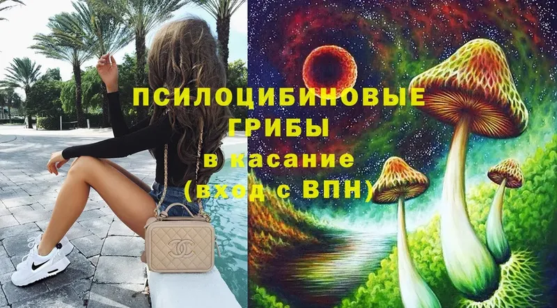 купить наркотик  Красавино  Галлюциногенные грибы Cubensis 